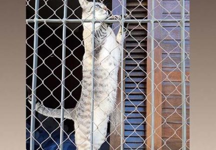 Telas de segurança para animais