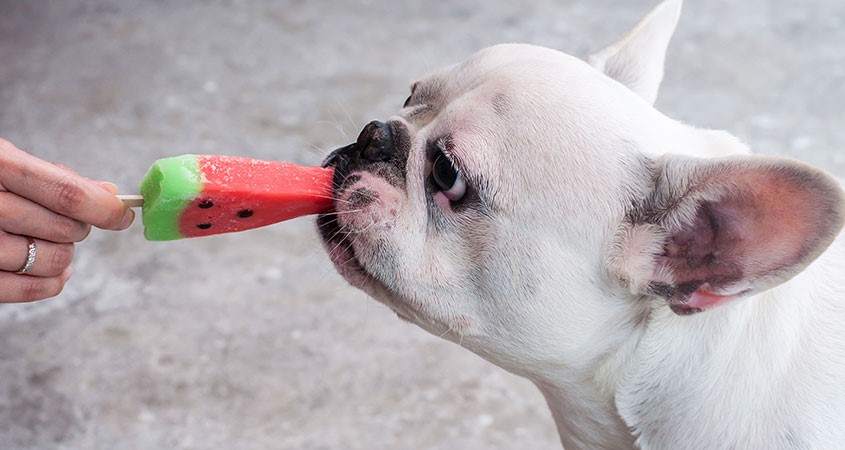 Cirurgia em Cães