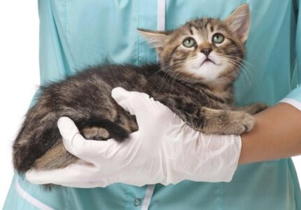Fiv/Felv em Gato
