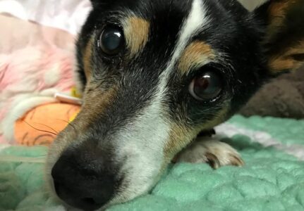 Fratura em Cães