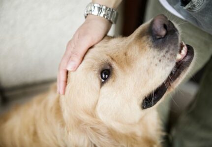 Giárdia em Cães