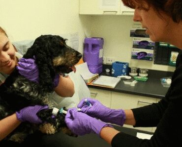 Laboratório Veterinário