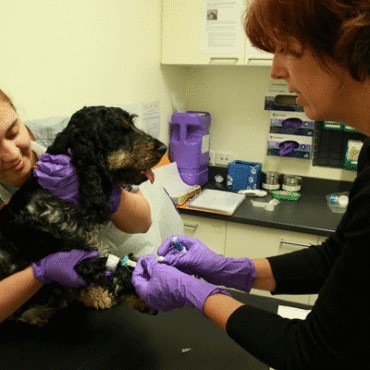 Laboratório Veterinário