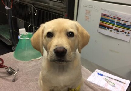 Luxação em Patela em Cães