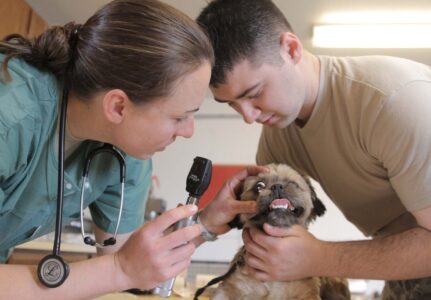 Oftalmologista Veterinário