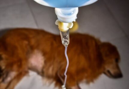 Piometra em Cachorras
