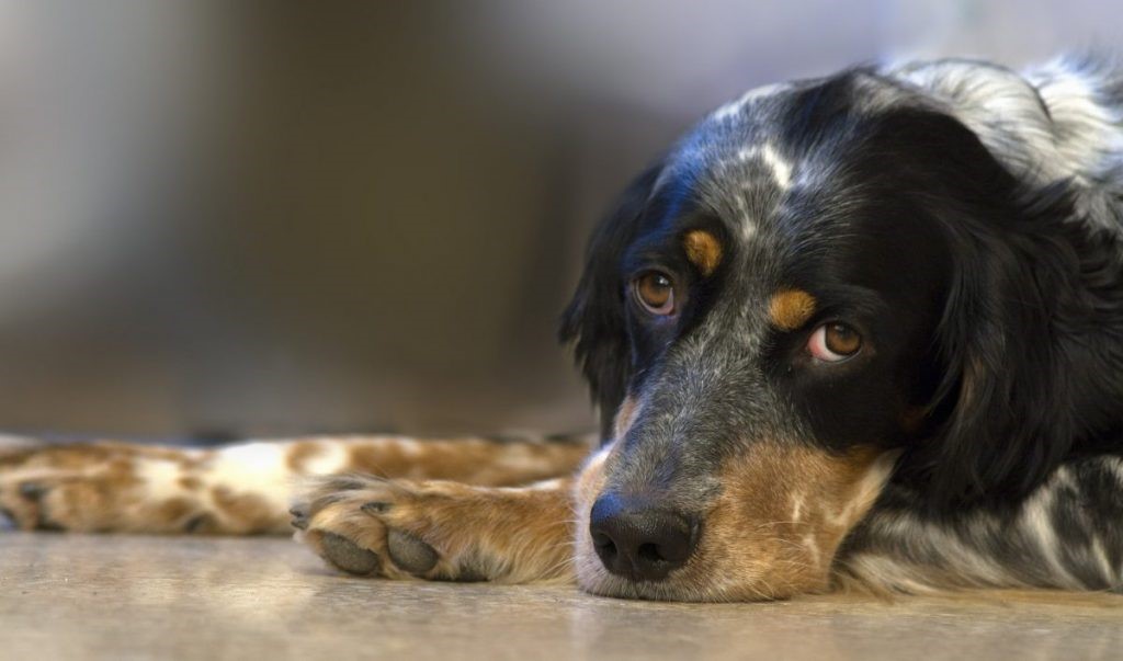 Sarna em Cães