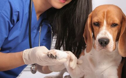 Tumores em Cães