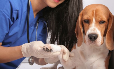 Tumores em Cães