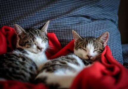 Vacina em Gatos