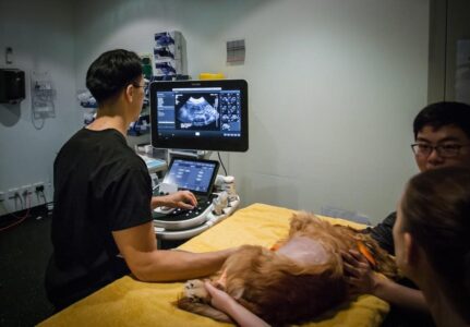 Veterinário 24 Horas