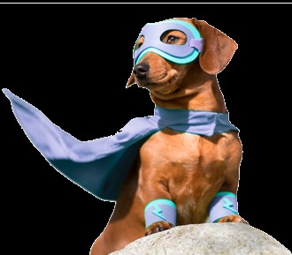Viagem de Cães Ao Exterior