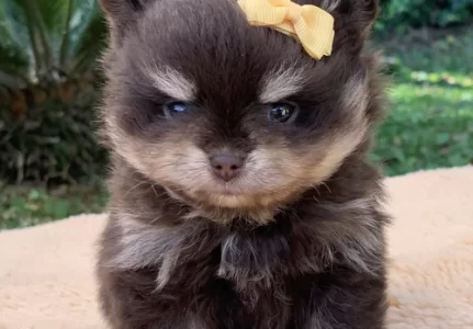 Spitz alemão anão em Alphaville