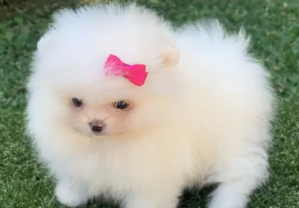 Spitz alemão anão em Americana