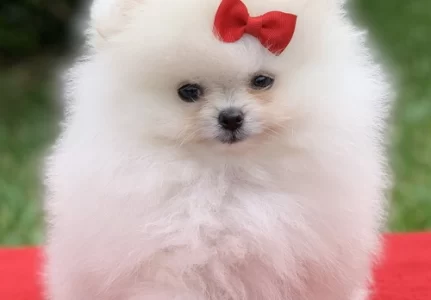 Canil de Spitz alemão em Jundiaí