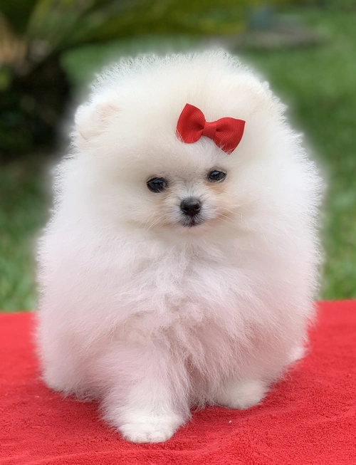 Canil de Spitz alemão em Jundiaí