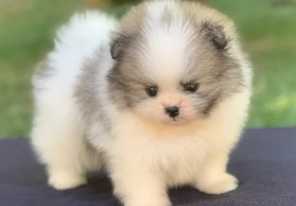 Canil de Spitz alemão em Limeira