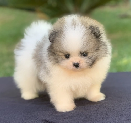 Canil de Spitz alemão em Limeira