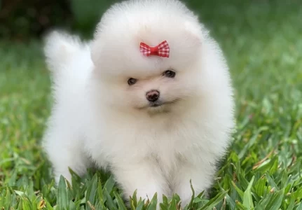 Canil de Spitz alemão em Sorocaba