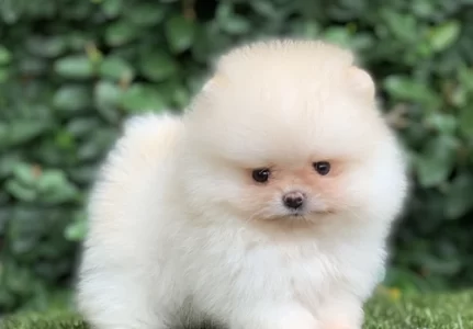 Canil de Spitz anão