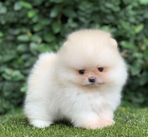 Canil de Spitz anão