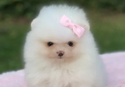 Cão de companhia em Alphaville