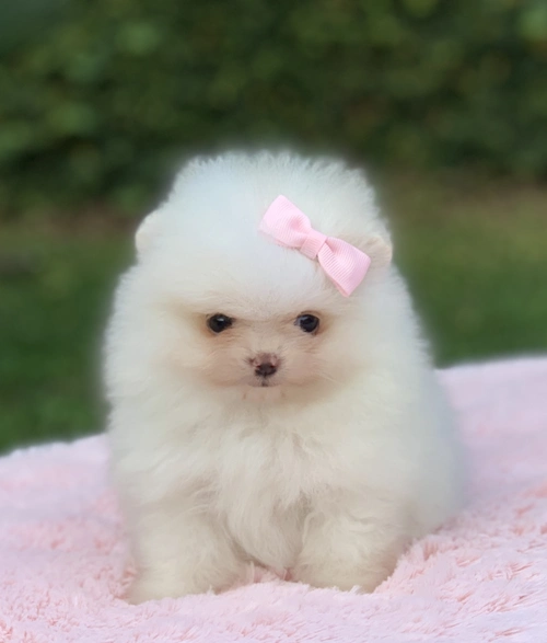 Cão de companhia em Alphaville