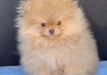 Cão de companhia em São Paulo