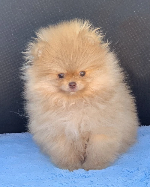 Cão de companhia em São Paulo