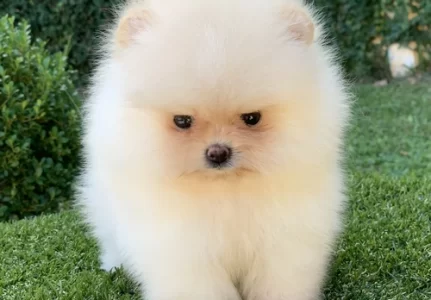 Cão para apartamento no Morumbi