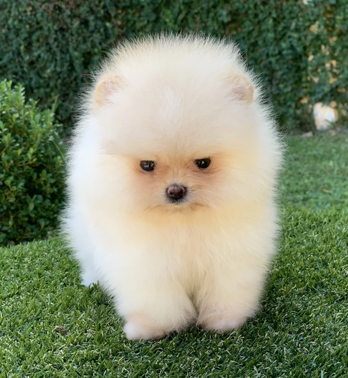 Cão para apartamento no Morumbi