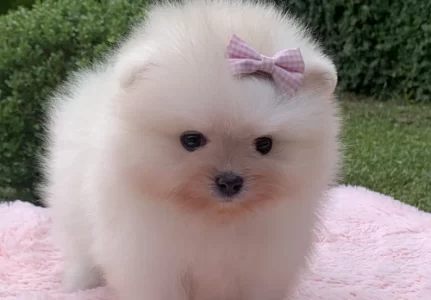 Filhote de Lulu da Pomerânia