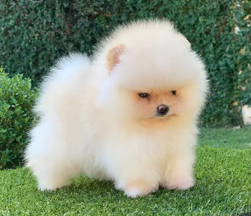 Filhote de Spitz alemão anão