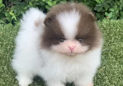 Lulu da Pomerânia em Alphaville