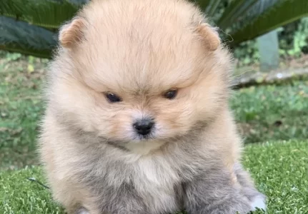 Lulu da Pomerânia em Americana