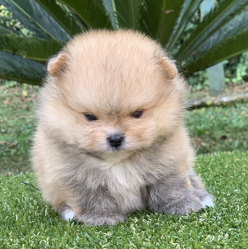 Lulu da Pomerânia em Americana