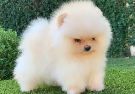 Lulu da Pomerânia em Santana