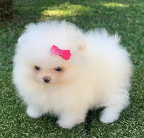 Spitz alemão em Americana