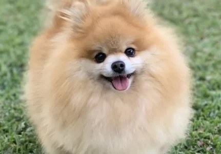 Spitz alemão anão em Jundiaí