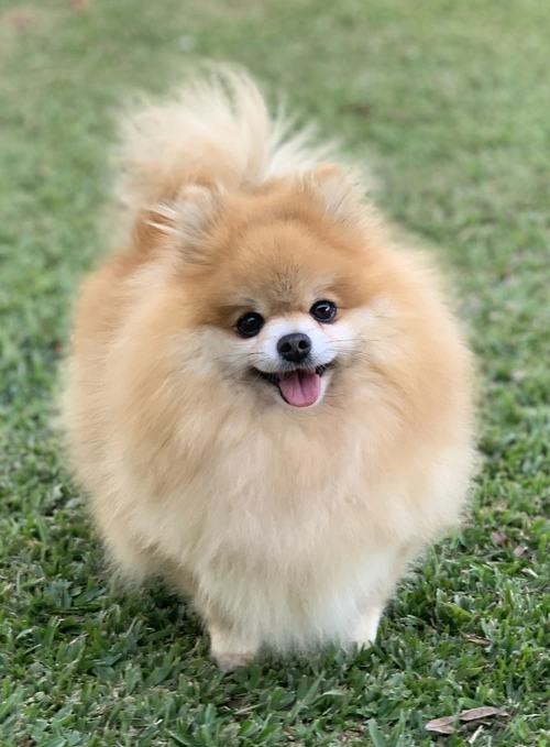 Spitz alemão anão em Jundiaí