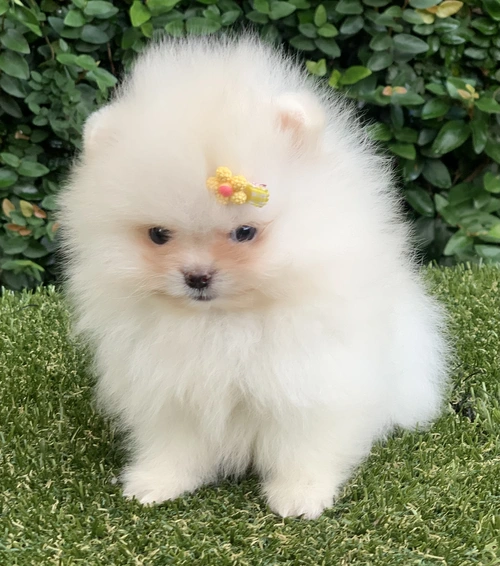 Spitz alemão anão em Santana