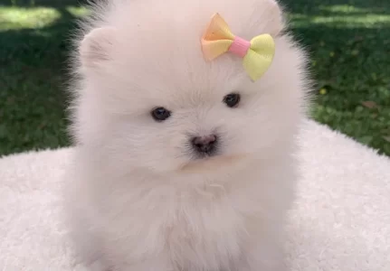 Spitz alemão anão em São Paulo