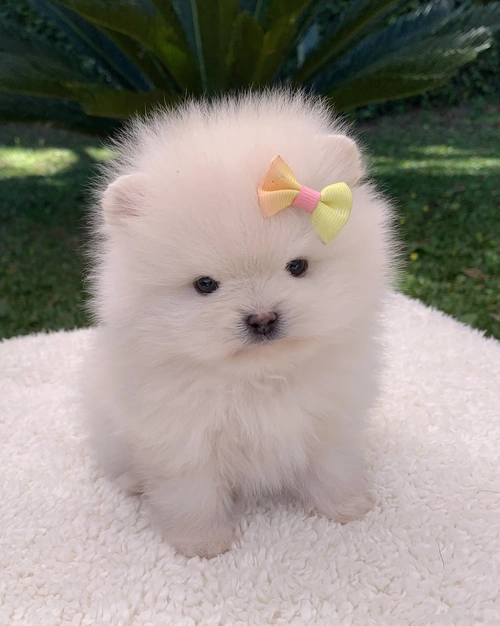 Spitz alemão anão em São Paulo