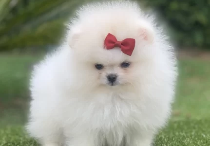 Spitz alemão anão em Sorocaba