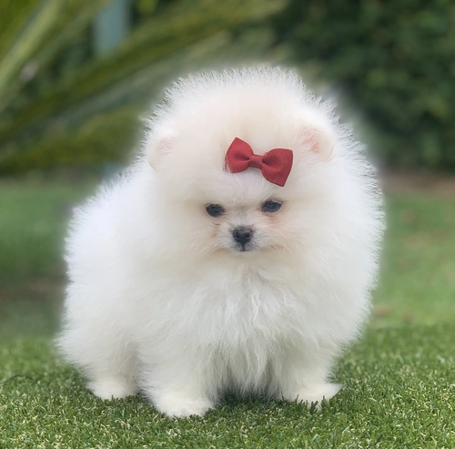 Spitz alemão anão em Sorocaba