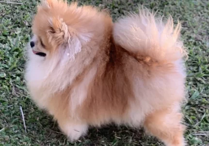 Spitz alemão em Campinas