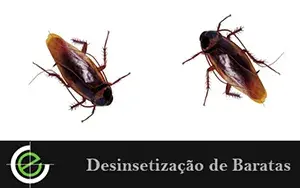 Desinsetização de Baratas