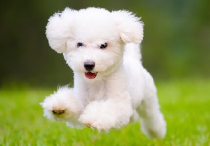 Viagem de Cães Ao Exterior