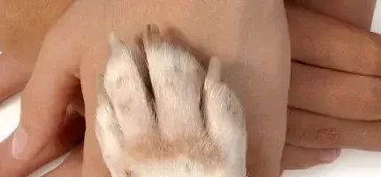 Dermatologista cães