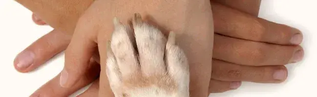 Dermatologista cães